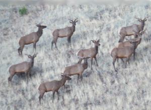 Hunting_elk1
